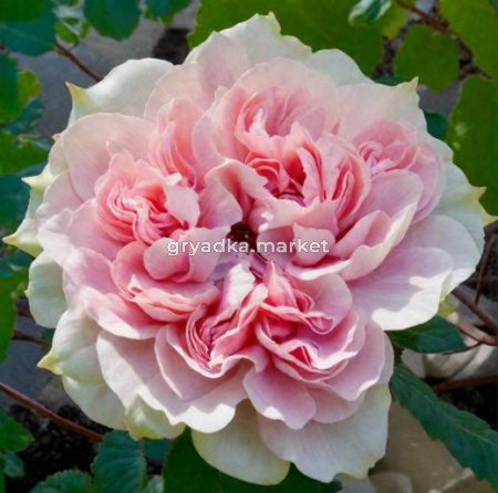 Скриншот 17-02-2026 144259