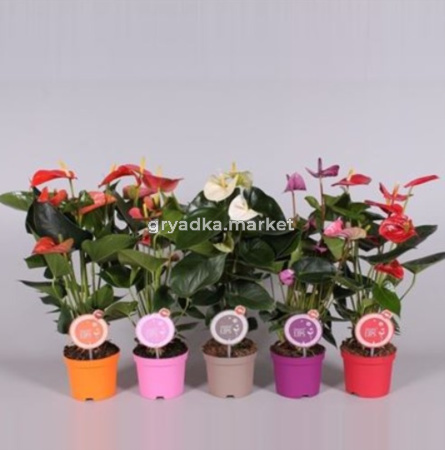 Антуриум андрианум Микс мо липс, уп. (D-9)