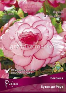 Бегония Бутон де Роуз