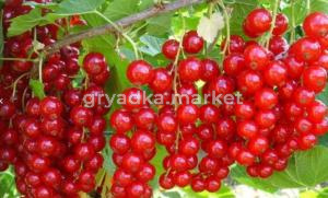 Смородина красная Ненаглядная с3