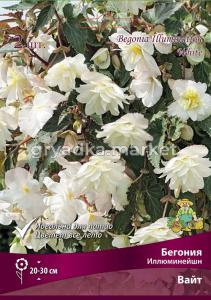 Бегония Иллюминейшн Вайт