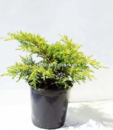Можжевельник средний Голд Стар C5