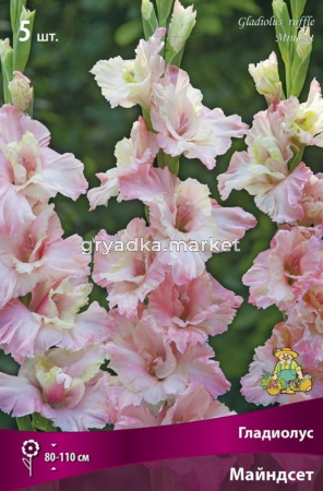 Гладиолус гофрированный Майндсет (розово-кремовый, 5шт, 12-14)