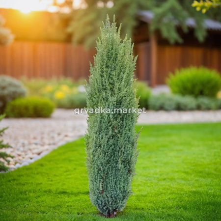 Можжевельник обыкновенный Арнольд C 7,5 100-120 1