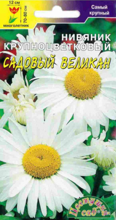 Нивяник Садовый великан, крпнцвет. Цвет.Сад