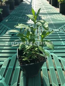 Флокс метельчатый в контейнере С2