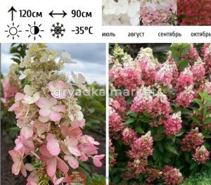 Гортензия метельчатая  Кандлелайт Шт-80 С10 НАп-23