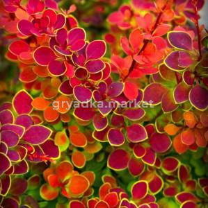 Барбарис тунберга Оранж Санрайз, (H-30-50; V-3 ltr)