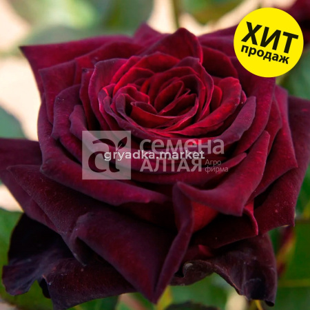 Роза Блек Баккара 1шт 