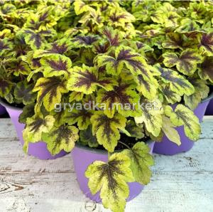 Гейхерелла 