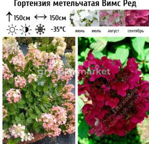 Гортензия метельчатая Вимс Ред С7,5 ГлХ (винно-красный)