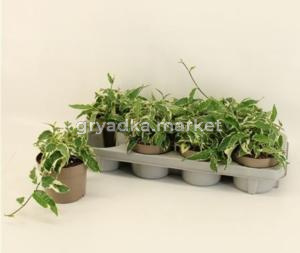 Фикус Сагиттата (радиканс) Белый С12 Н20