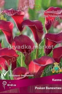 Калла Ройал Валентин 2шт (винно-красный, 12/14)