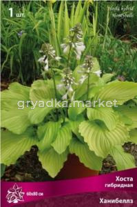Хоста гибридная Ханибеллз (сердцевид.св-зел.листья,душист.цвет,выдержив.яркое солнце, 1шт,I)