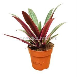 Традесканция Обыкновенная Ситара 12см