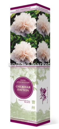 Пион древовидный Снежная Пагода 1шт (цветы белые)