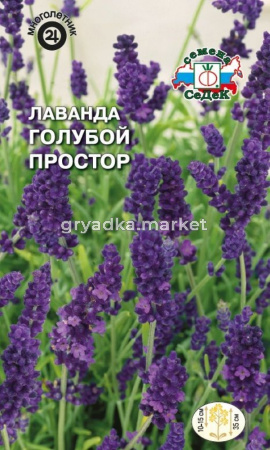 Лаванда Голубой Простор (английская) (Седек)
