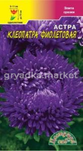 Астра Клеопатра Фиолетовая Цвет.сад.