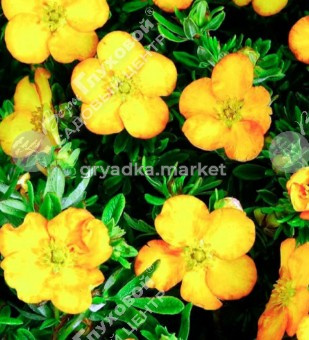 Скриншот 16-04-2026 100232