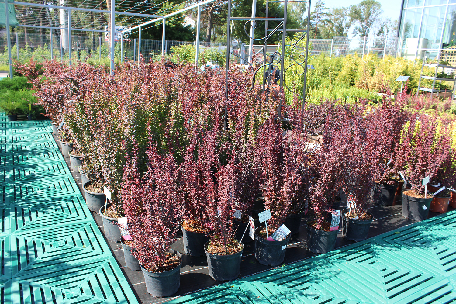 Секреты успешного выращивания саженцев: от выбора почвы до ухода