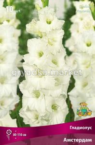 Гладиолус крупноцветковый Амстердам 10шт (белый, 10-12)