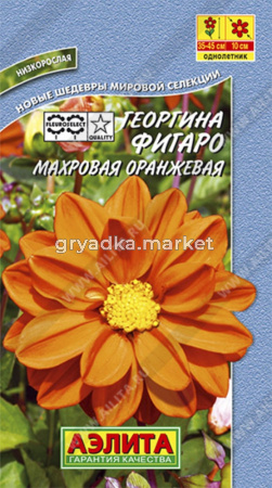 Георгина Фигаро ,махр.,оранжевый Аэл.
