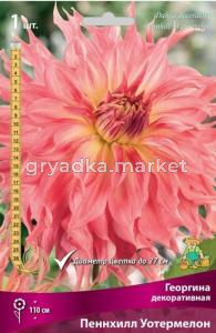 Георгина декоративная Пеннхилл Уотермелон
