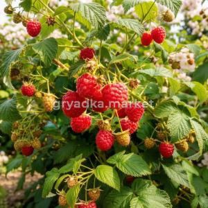 Малина Новость Кузьмина (Т)