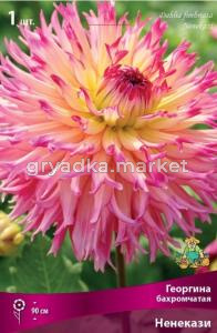 Георгина Ненекази 1шт.