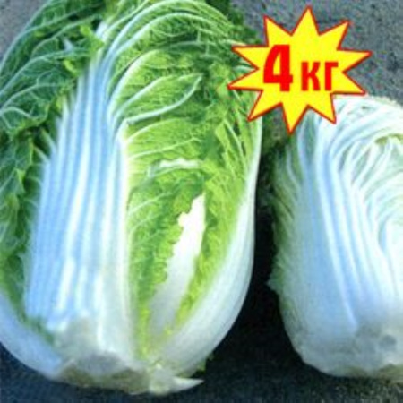 Капуста пекинская Русский Размер F1 50шт НК