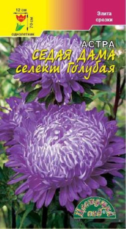 Астра СЕДАЯ ДАМА селект ГОЛУБАЯ Цвет.сад.