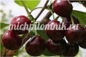 Черешня Итальянка (Питомник Грезневых)