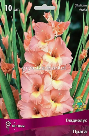Гладиолус Прага 10-12 крупн. 10шт