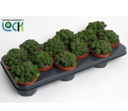 Молочай Сюзанный 10,5см Молочай Сюзанный 10,5см