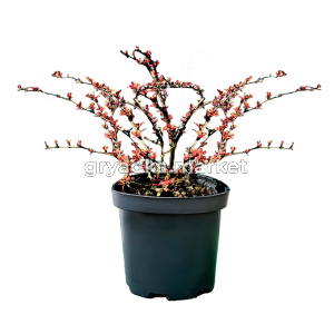 Барбарис тунберга Наташа C 3 20-30 2