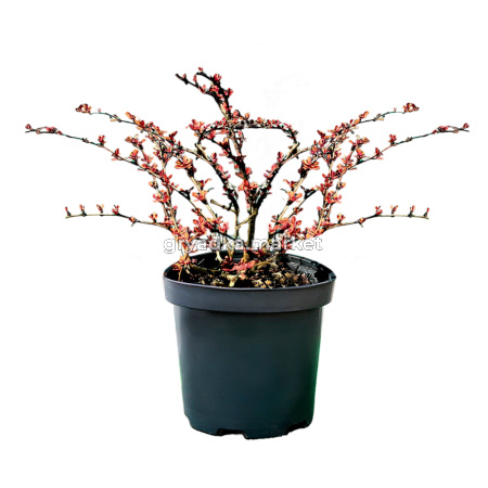 Барбарис тунберга Наташа C 3 20-30 2