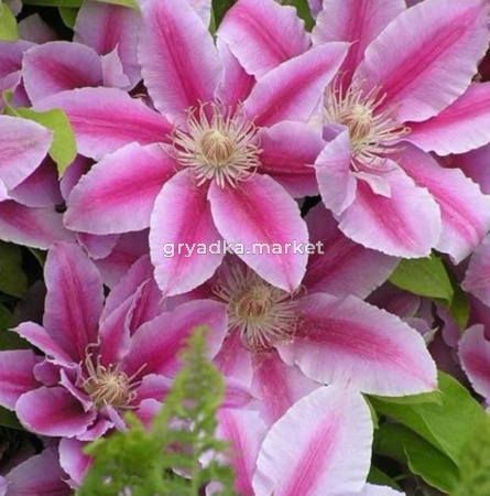 Клематис крупноцветковый Пинк Бьюти C2 (ПДИ)