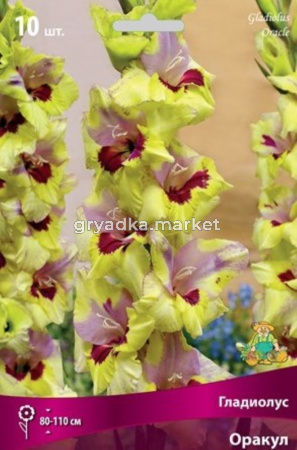 Гладиолус Оракул 10-12 10шт