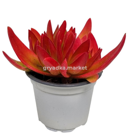 Крассула Он Файр С9 Н12