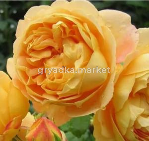 Роза английская Голден Селебрейшен v5 Lav