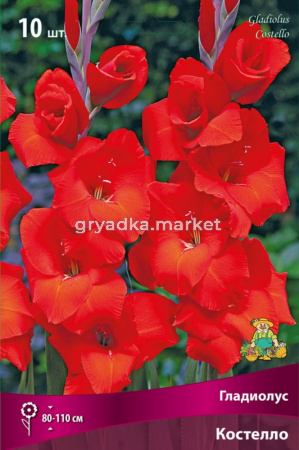 Гладиолус крупноцветковый Костелло 10шт (красный окрас, 10-12)