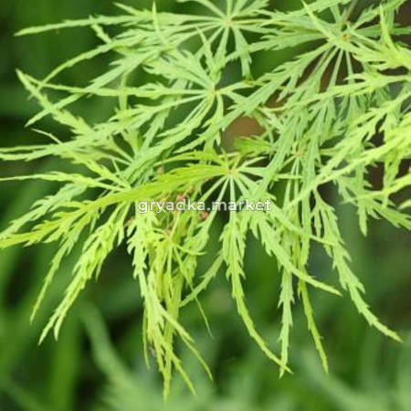 Клен остролистный (Acer platanoides Dissectum) C15 Pa Н160 - 180