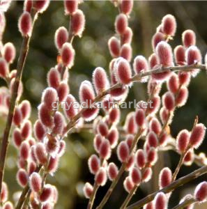 Ива тонкостолбиковая Маунт Асо, P9, +бирка