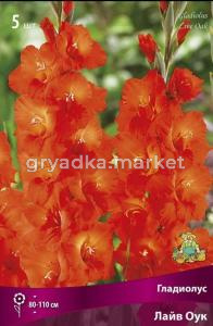 Гладиолус крупноцветковый  Лайв Оук (цвет медно-оранжевый со светлеющим горлом, 5шт, 12-14)