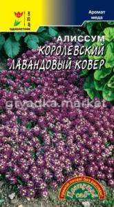 Алиссум Лавандовый ковер Королевский (Цвет сад)