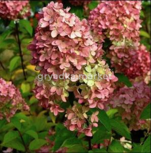 Гортензия метельчатая  Меджикал Кэндл  С3 СП-22