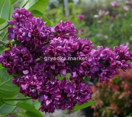 Скриншот 21-04-2026 132056