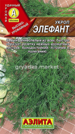 Укроп Элефант -самый ранний из всех!!(Аэлита)