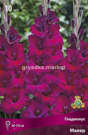 Гладиолус крупноцветковый Малер 10шт (пурпурно-фиолетовый, 10-12)