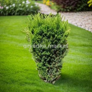 Тис средний Хикси C 7,5 60-80 1